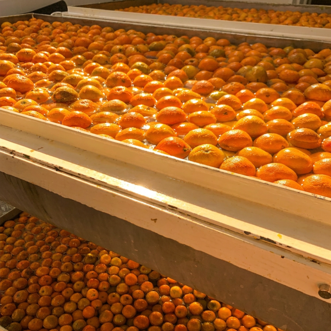 THE ARTISAN PROCESS